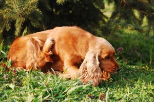 Spaniel with allergy to plant