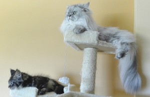 Scratching post for kittens