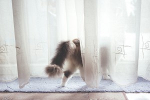 Kitten walking through a curtain