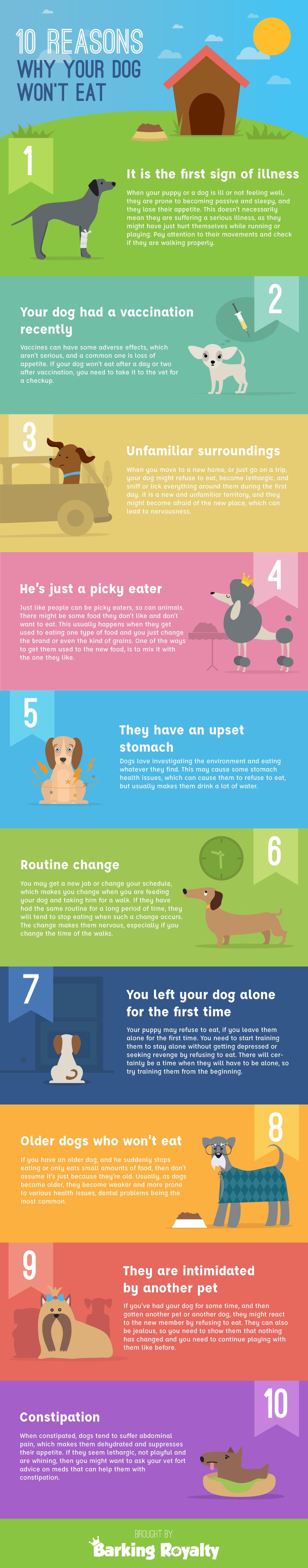 Infographic of 10 reasons dog wont eat