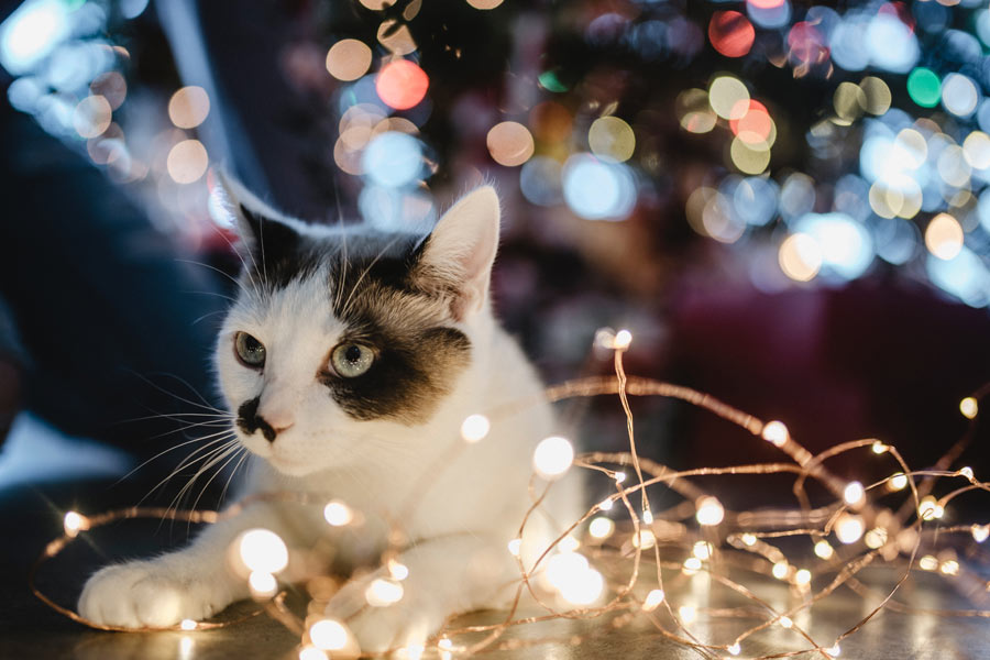 tabby cat under Christmas tree