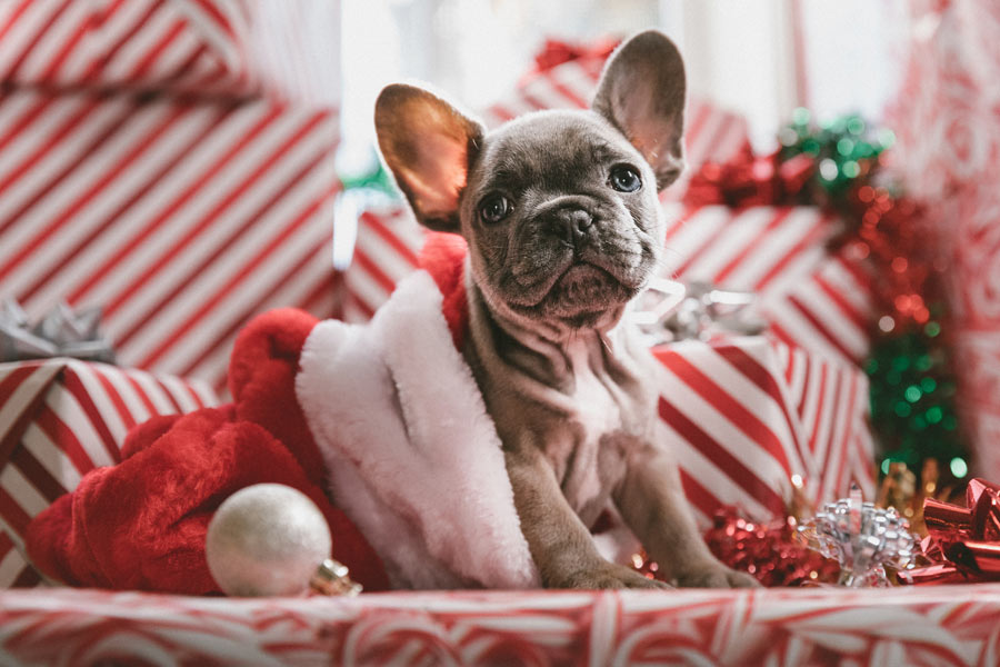 French Bulldog in a Christmas hat