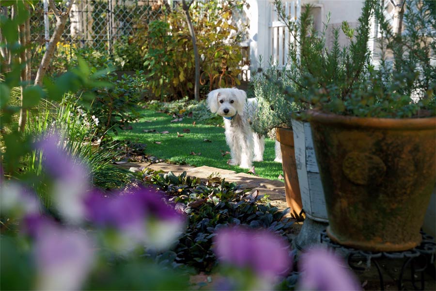 white dog in the garden