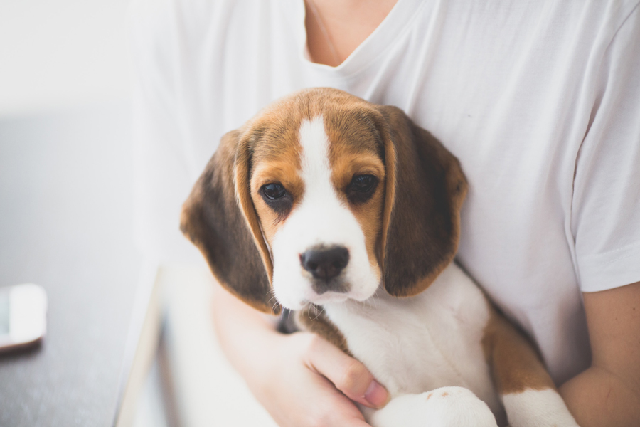 beagle, best dogs for kids