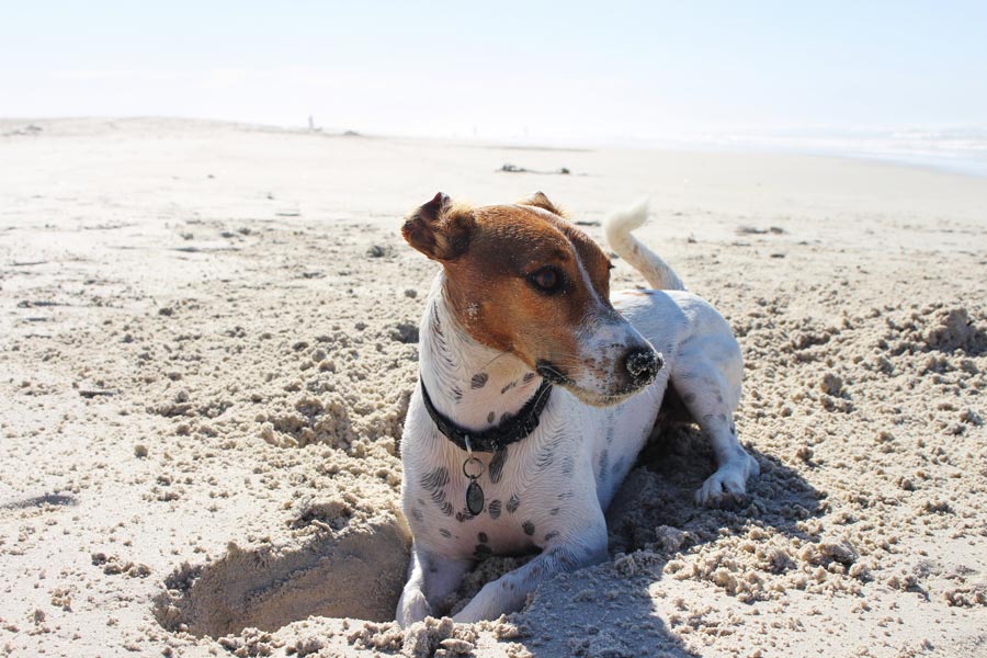 jack russell at the beach, summer pet safety