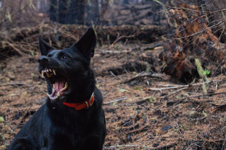 Aggressive black dog, outdoors