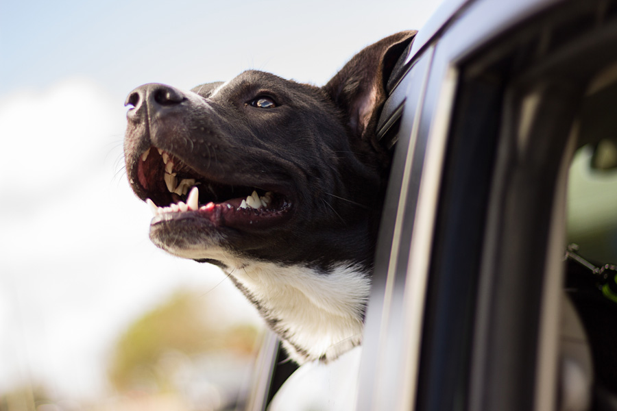 dog hanging head out of car window, pet travel
