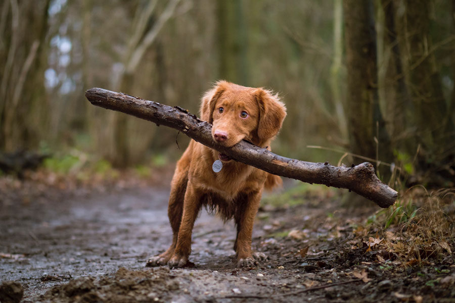 brown dog carrying a stick in its mouth