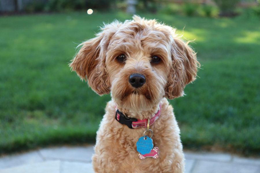 cute brown curly-haired dog