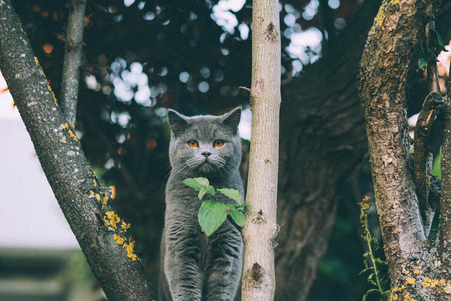 grey cat in tree
