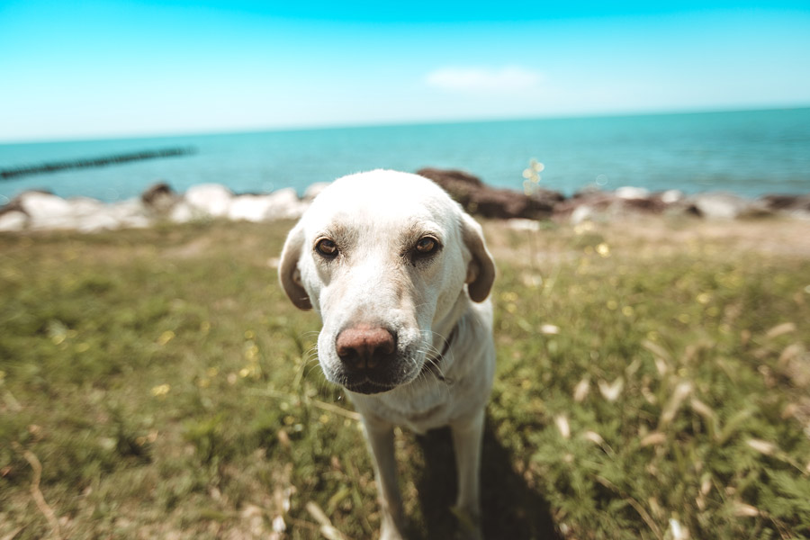 labrador near the ocean, pet travel safety