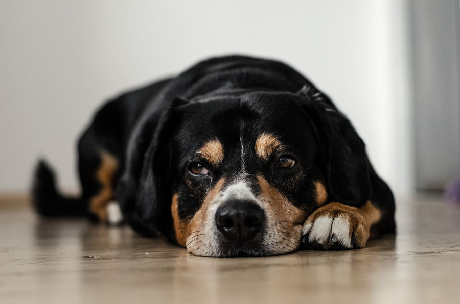 Black and white dog lying on the floor indoors