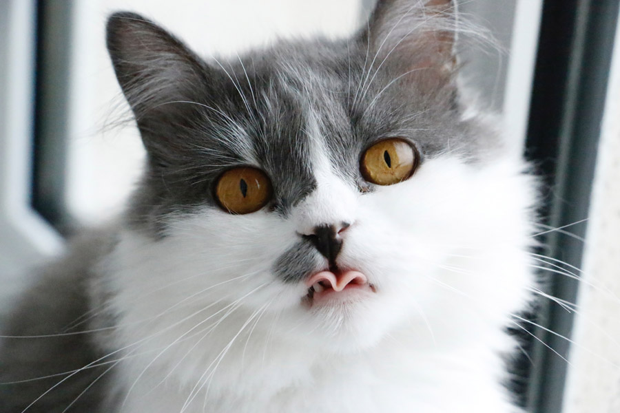 grey & white cat showing its tongue