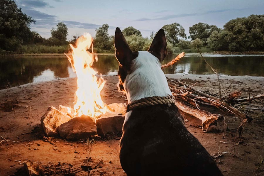 dog by camp fire