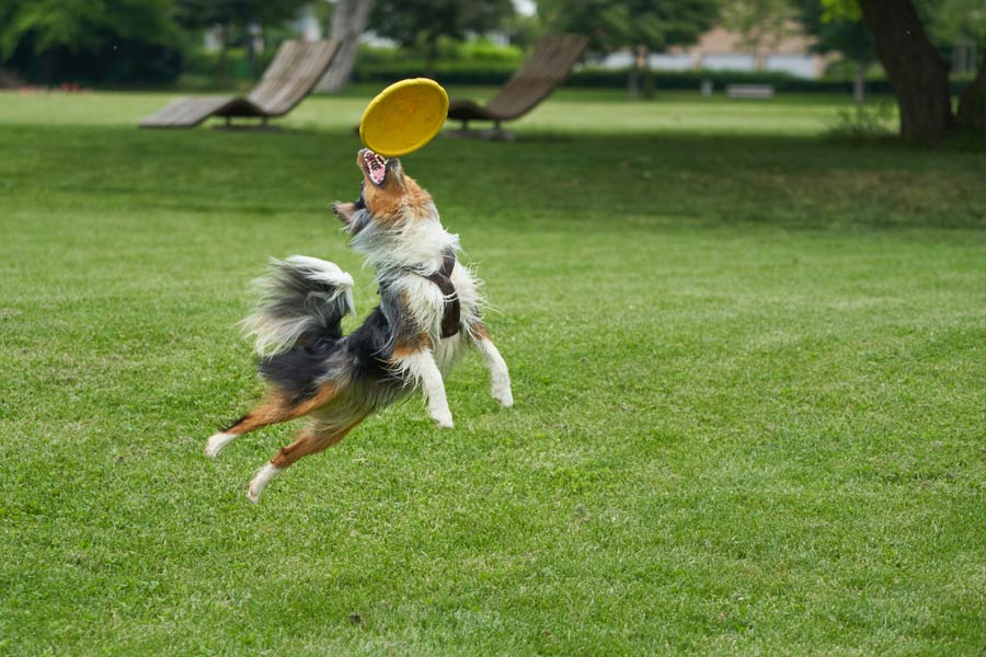 dog playing frisbee in the park
