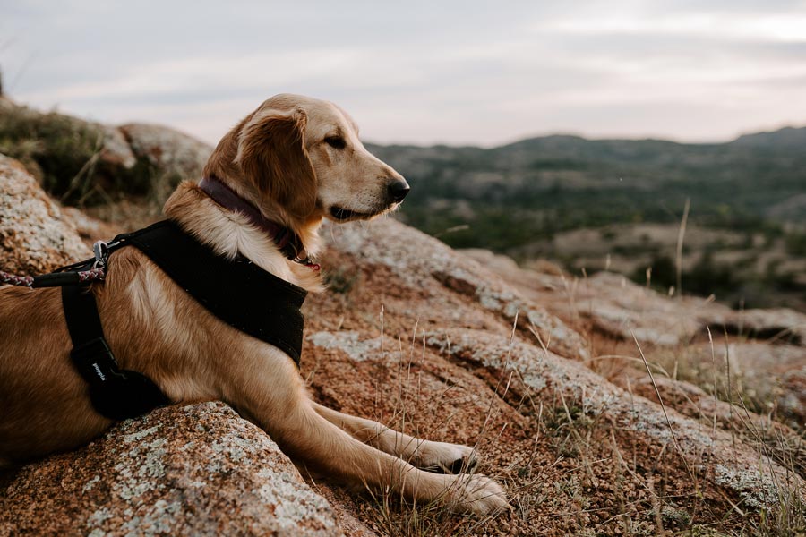 dog outdoors lying on rock
