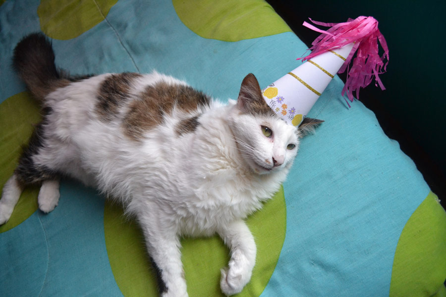 cat wearing party hat, cat's birthday