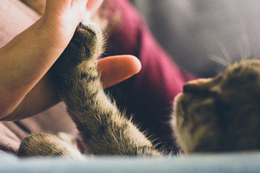 Human palm holding cat's paw