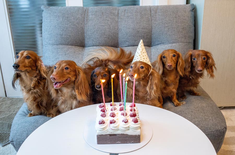 six tan dogs on sofa with birthday cake