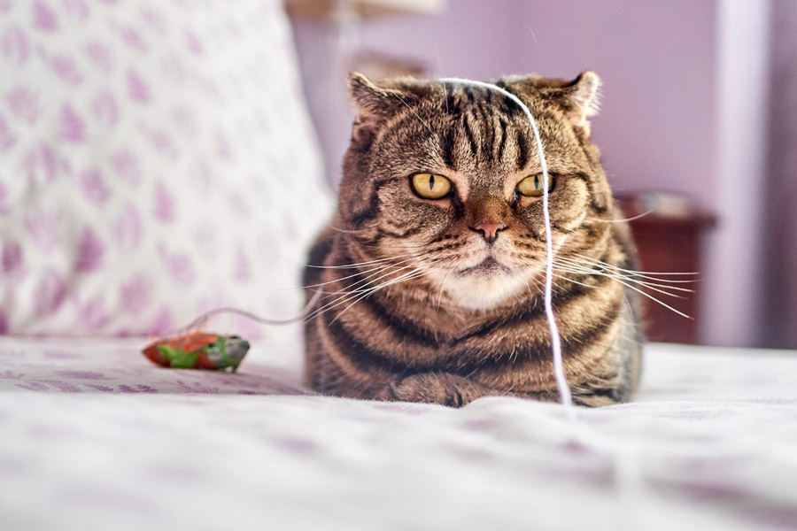 tabby cat on bed with string on its head