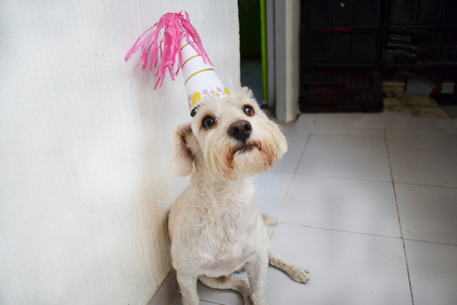 white dog wearing birthday hat
