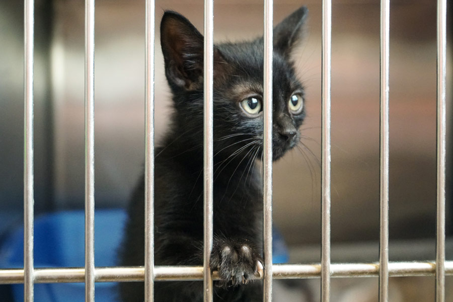 cat in cage, adopting a pet
