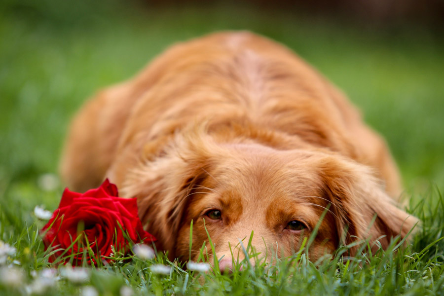 brown dog lying on grass next to red rose