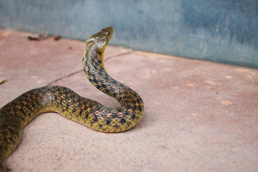 brown snake, pets and snake bites | advice
