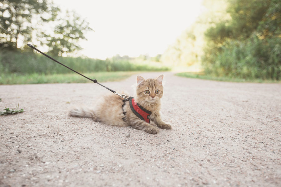 cat on a lead