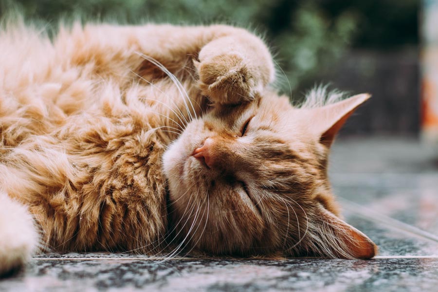 cute persian cat lying outdoors
