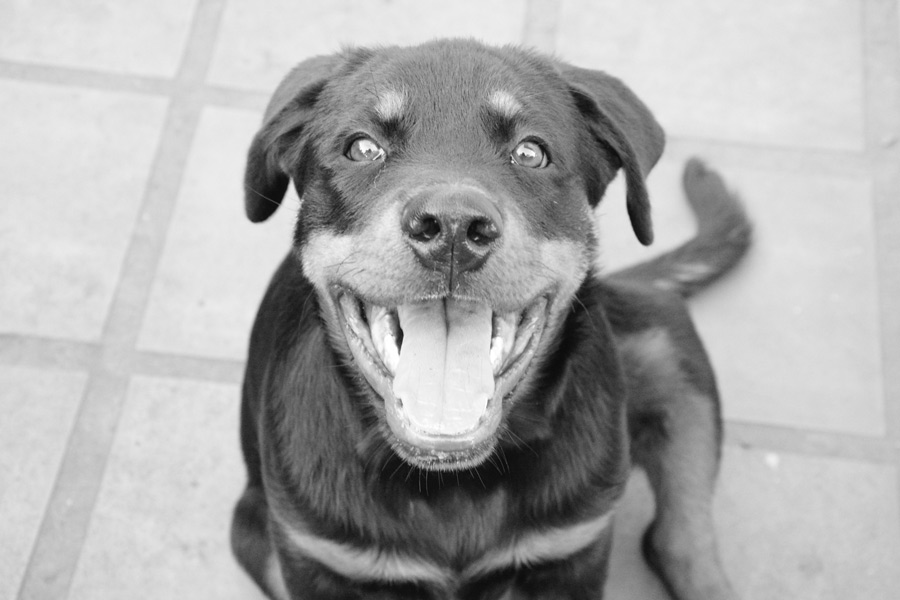 greyscale photo of dog smiling