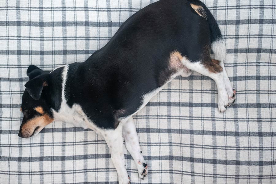 overweight black and white dog lying on checked blanket