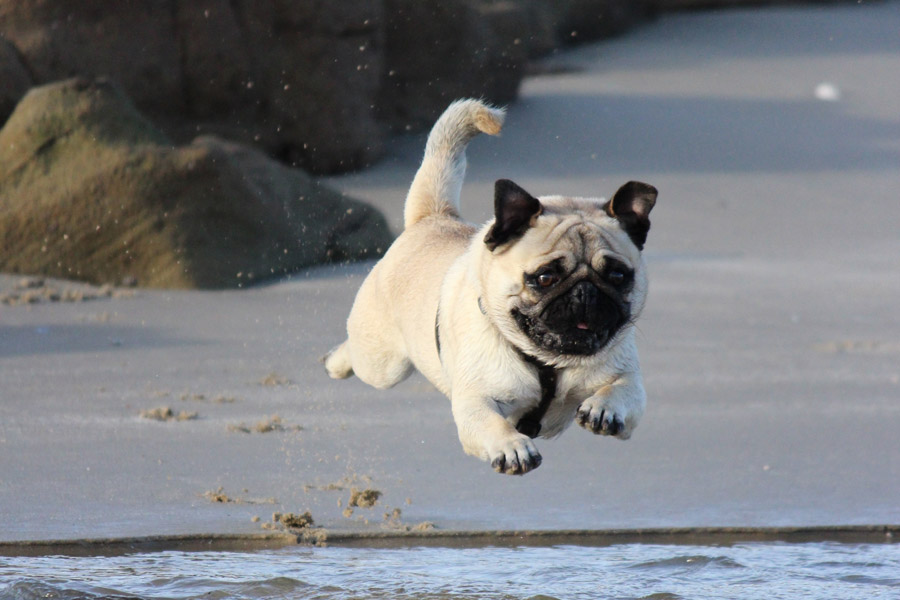 pug jumping in the air