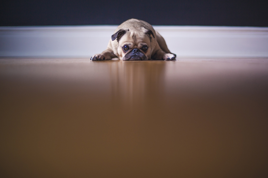 pug looking sad, lying on floor
