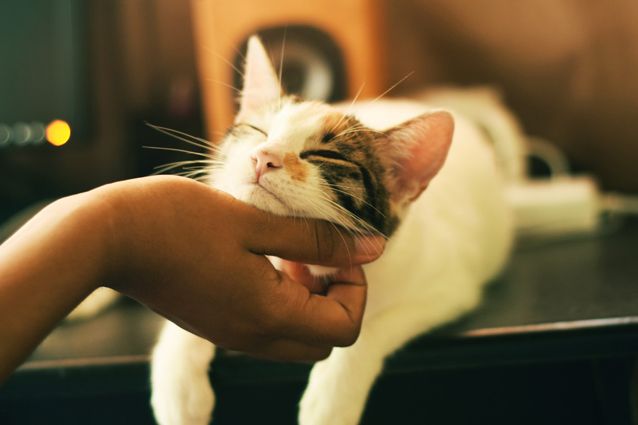 White cat enjoying being scratched by owner | cat misconceptions