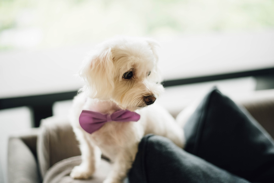 small white dog wearing purple bow-tie, pet in wedding day plans