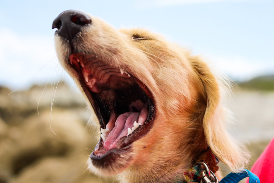 dog barking, close-up of dog with open mouth