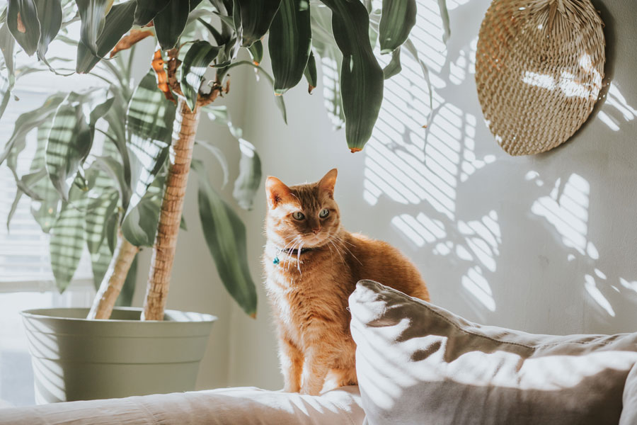 ginger cat sitting on edge of sofa, indoor pet poison