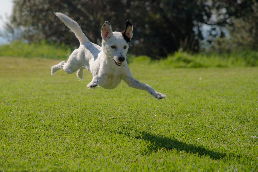 dog jumping outdoors