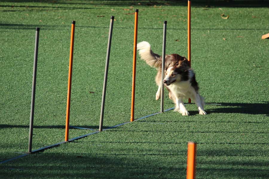 dog agility course, exercising your dog