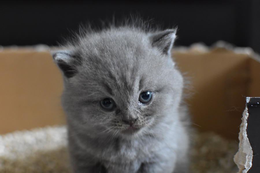 grey kitten sat in litter tray, toilet train your cat