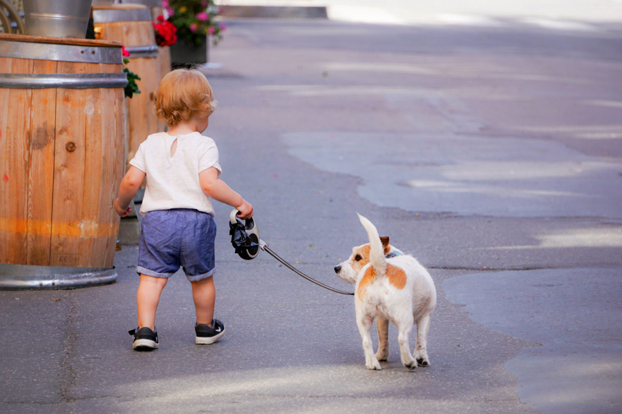 little boy taking jack russell on a dog walk