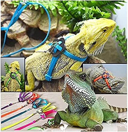 Bearded Dragon in a Harness