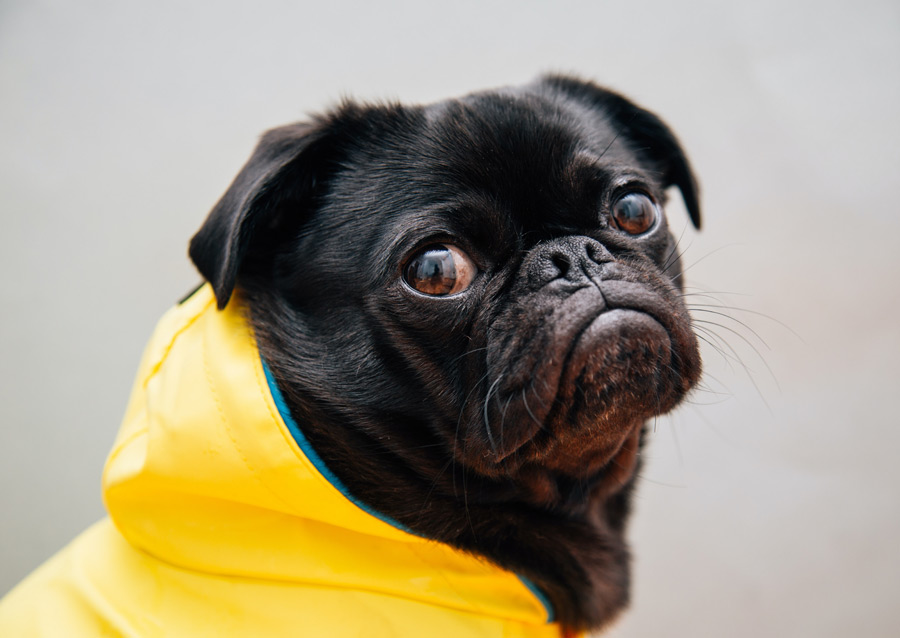 black pug wearing yellow coat