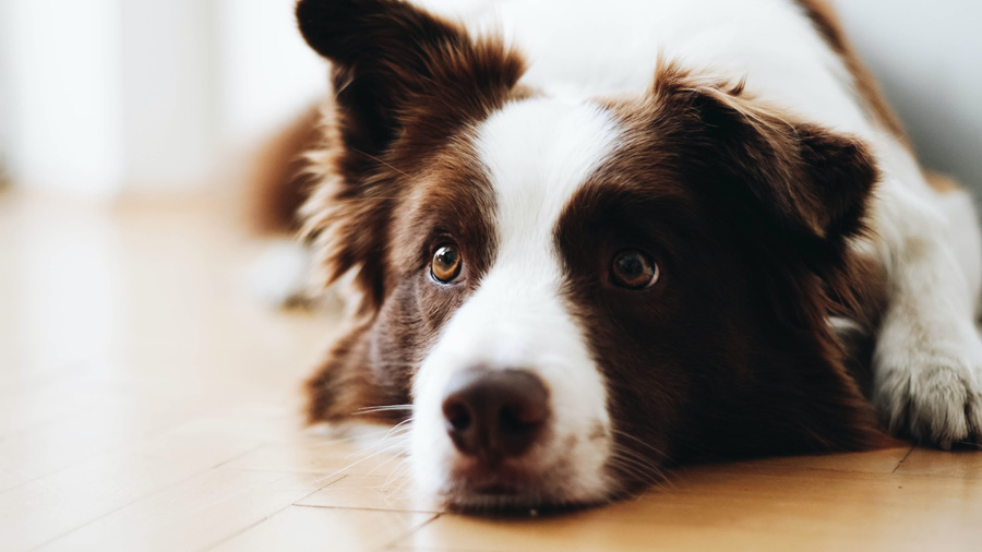 border collie looking sad, signs of pet separation anxiety
