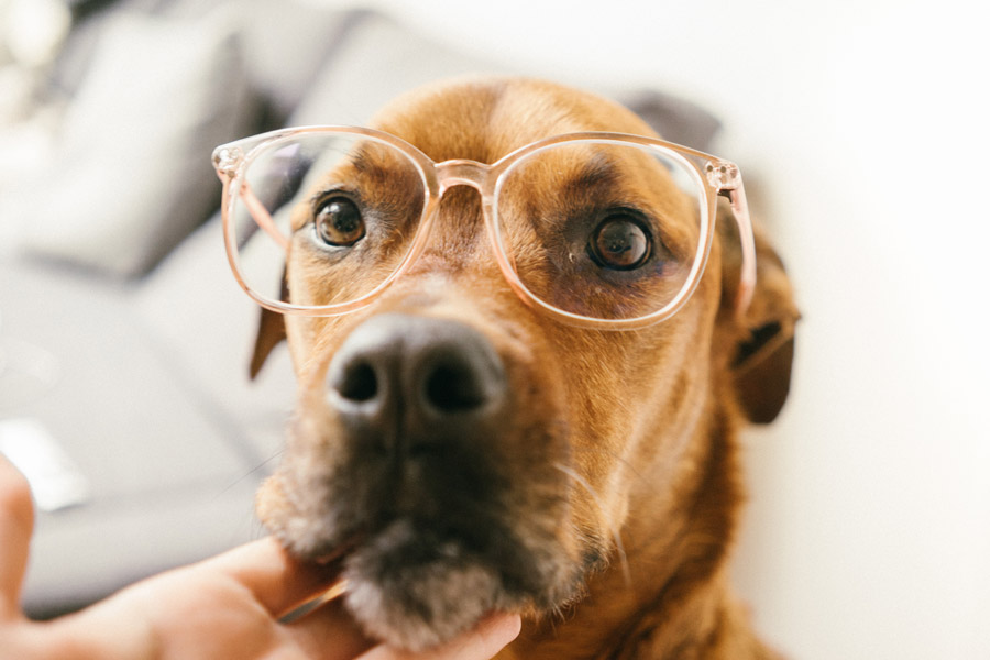 dog wearing glasses, dog's eye health