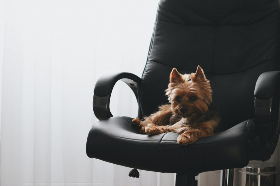 small dog sat on office chair, office dog