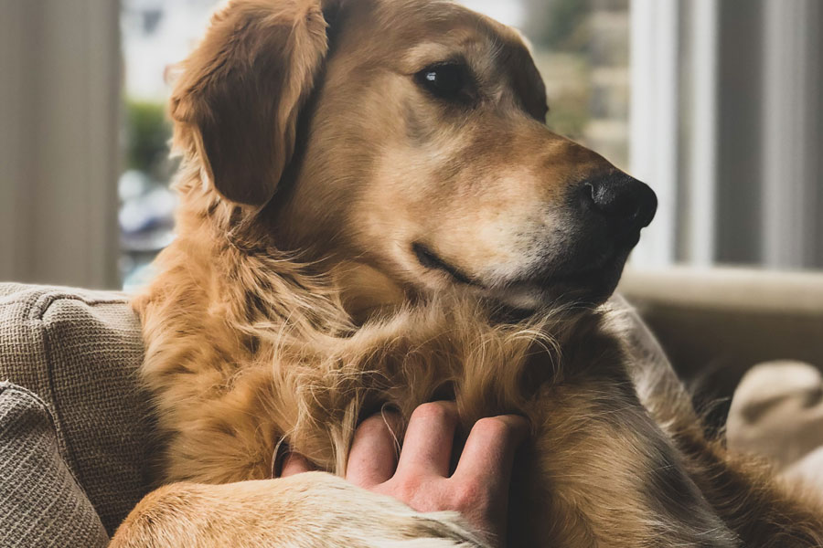 pet owner comforting labrador, keeping pets safe in winter