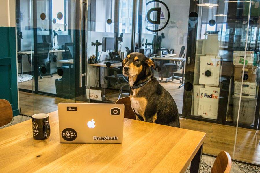 dog sat at office desk, dog in the workplace