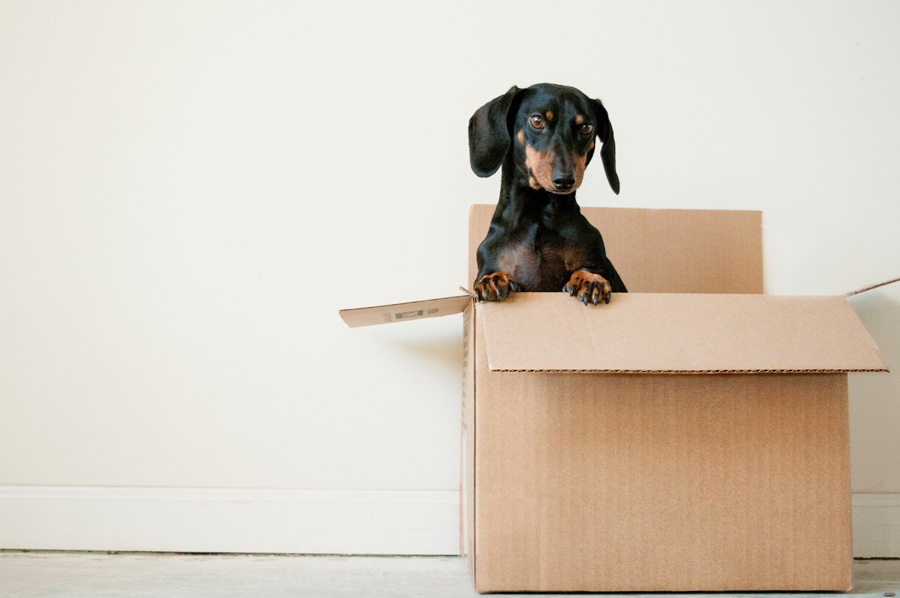 black dachshund in a box